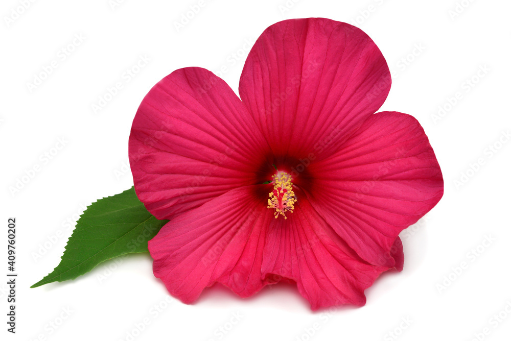 Hibiscus head pink flower grade Fireball isolated on white background