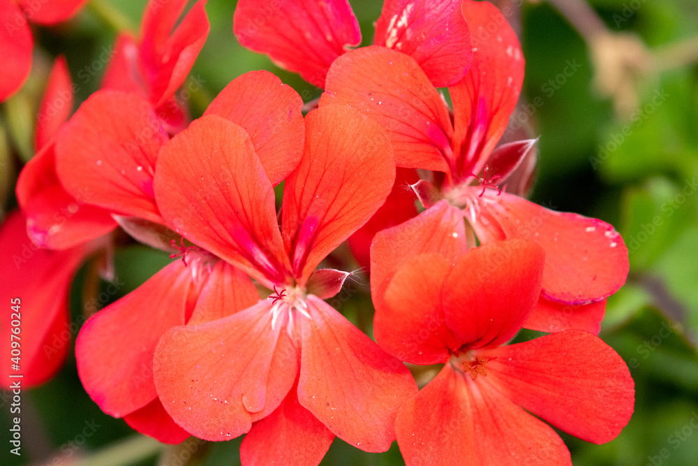 Red Hibiscuses Flower Red Hibiscuses Flower