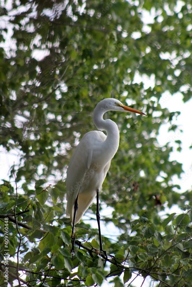 great white heron