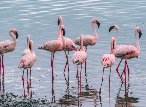 Flock of flamingos