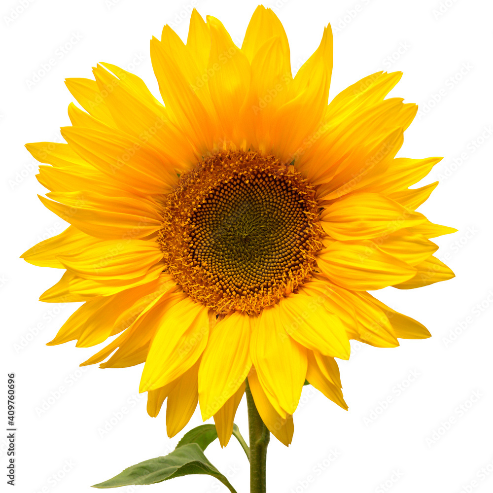 Fototapeta premium Sunflower isolated on white background. Sun symbol. Flowers yellow, agriculture. Seeds and oil. Flat lay, top view. Bio. Eco. Creative