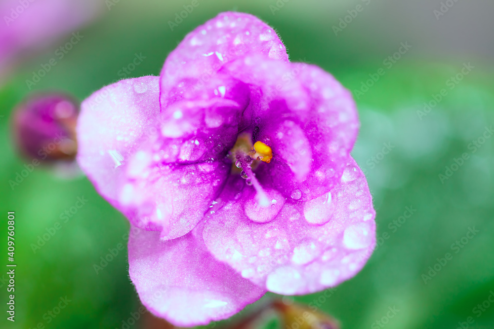 Flower with water drops in the petals . Macro image of african violet Flower with water drops in the petals . Macro image of african violet