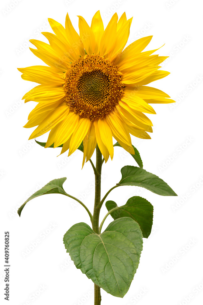 Naklejka premium Sunflower isolated on white background. Sun symbol. Flowers yellow, agriculture. Seeds and oil. Flat lay, top view. Bio. Eco. Creative