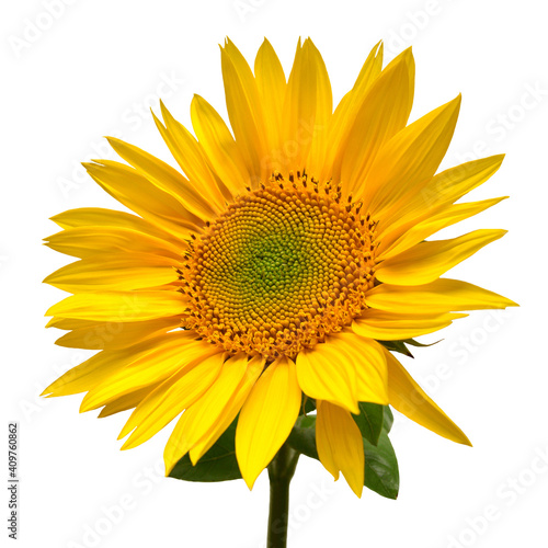 Fototapeta Naklejka Na Ścianę i Meble -  Sunflower head isolated on white background. Sun symbol. Flowers yellow, agriculture. Seeds and oil. Flat lay, top view. Bio. Eco. Creative