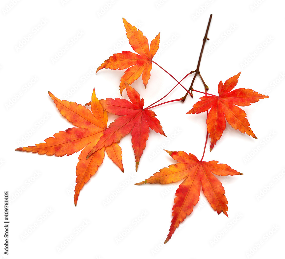 Autumn japanese maple leaа isolated on white background. Flat lay, top view Autumn japanese maple leaа isolated on white background. Flat lay, top view