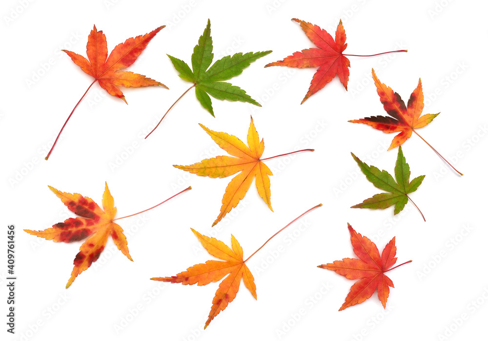 Autumn japanese maple leaа isolated on white background. Flat lay, top view Autumn japanese maple leaа isolated on white background. Flat lay, top view