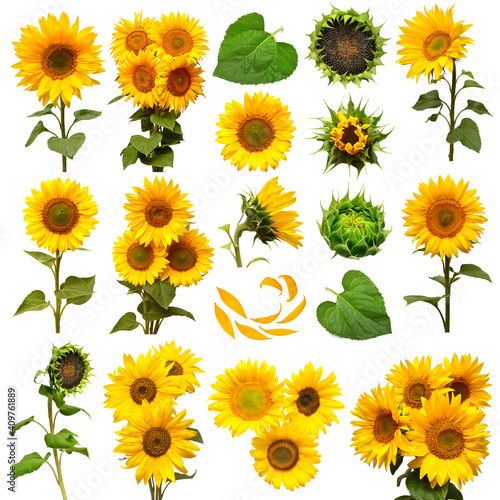 Collection of sunflower flowers in different stages of growth, elements bouquet and leaf, petal isolated on white background. The seeds and oil. Floral arrangement. Flat lay, top view