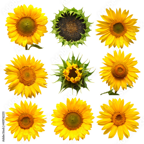 Collection of sunflower flowers head and different stages of growth isolated on white background. Flat lay, top view