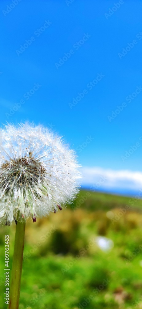 Naklejka premium dandelion against blue sky