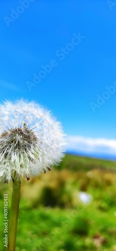 dandelion against blue sky