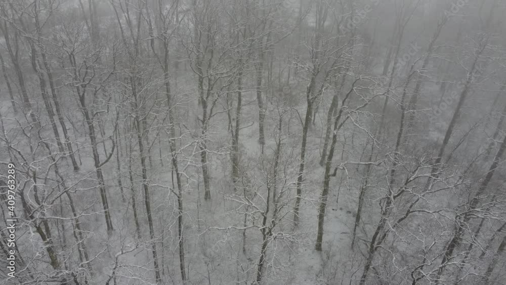 Small forest with snow in winter
Small forest with snow in winter