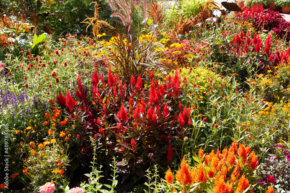 A hot colored annual bed with celosia in full bloom in the summer.