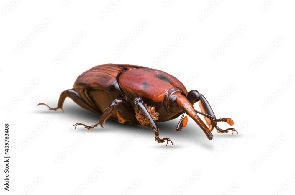 Naklejka premium macro image of a red palm weevil
