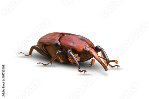 macro image of a red palm weevil