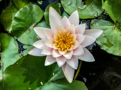 Nymphaea alba, white water lily, white water rose or white nenuphar. aquatic flowering plant in the botanical garden in buenos aires argentina. close-up photo. 