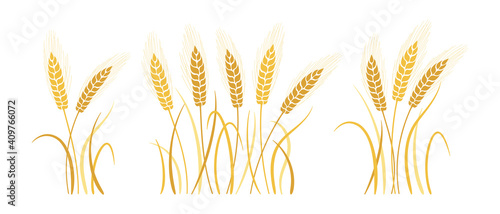 Wheat bunch ears cartoon set. Gold ripe spikelets wheat collection. Agricultural symbol oat bakery  flour production. Design organic farm elements  organic vegetarian bread packaging beer label vector