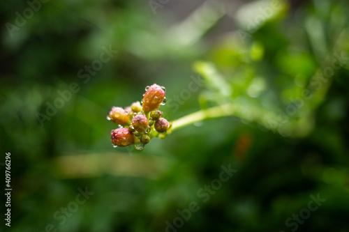ladybird on a flower