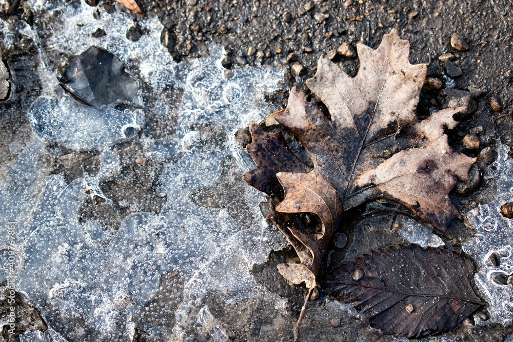 ice puddle and leaf