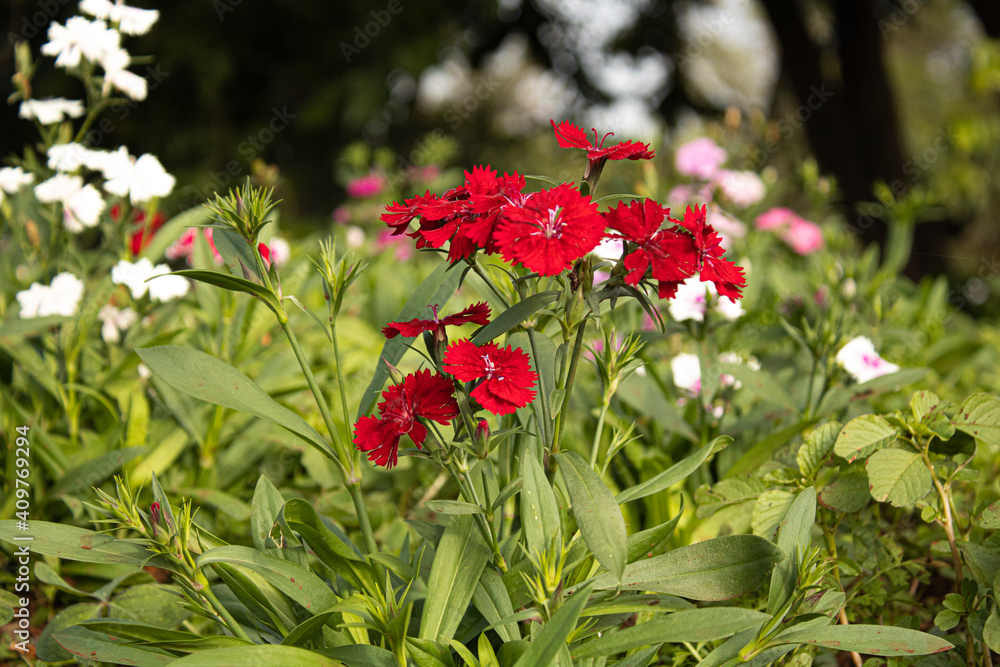 Flores Flores