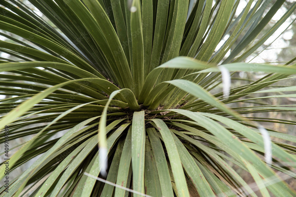 Fototapeta premium Closeup shot of green cordyline plant with long leaves