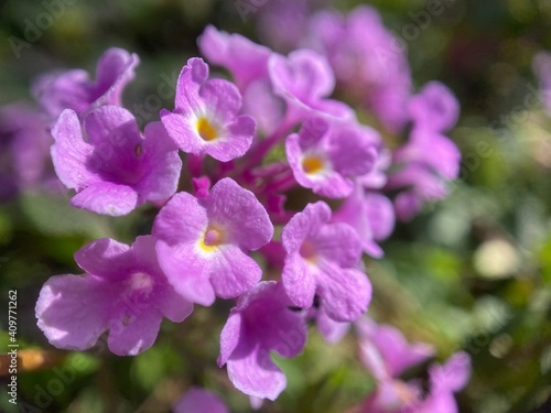 Closeup of purple creeping lantana flowers.