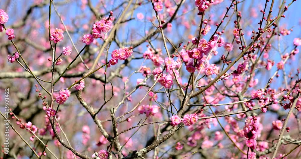 美しい梅の花のスライド素材 美しい梅の花のスライド素材
