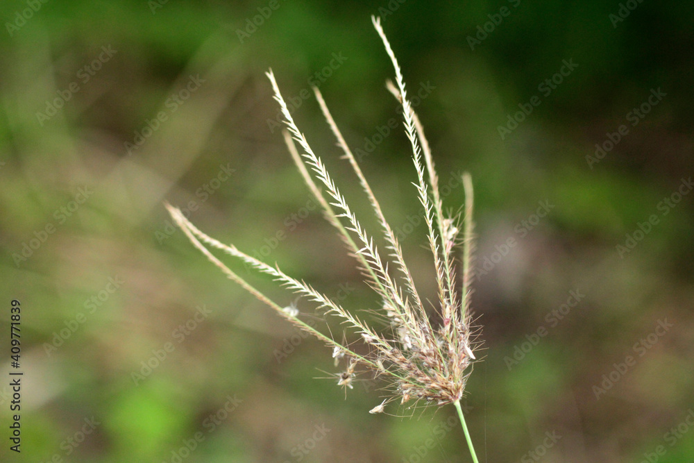 close up  the flower of nutgrass getting old and dry