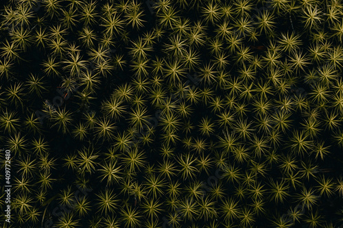 High contrast, shallow depth image of star-shaped moss