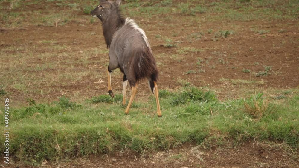 Dynamic clip of adult male Nyala startled while drinking water at pond Dynamic clip of adult male Nyala startled while drinking water at pond