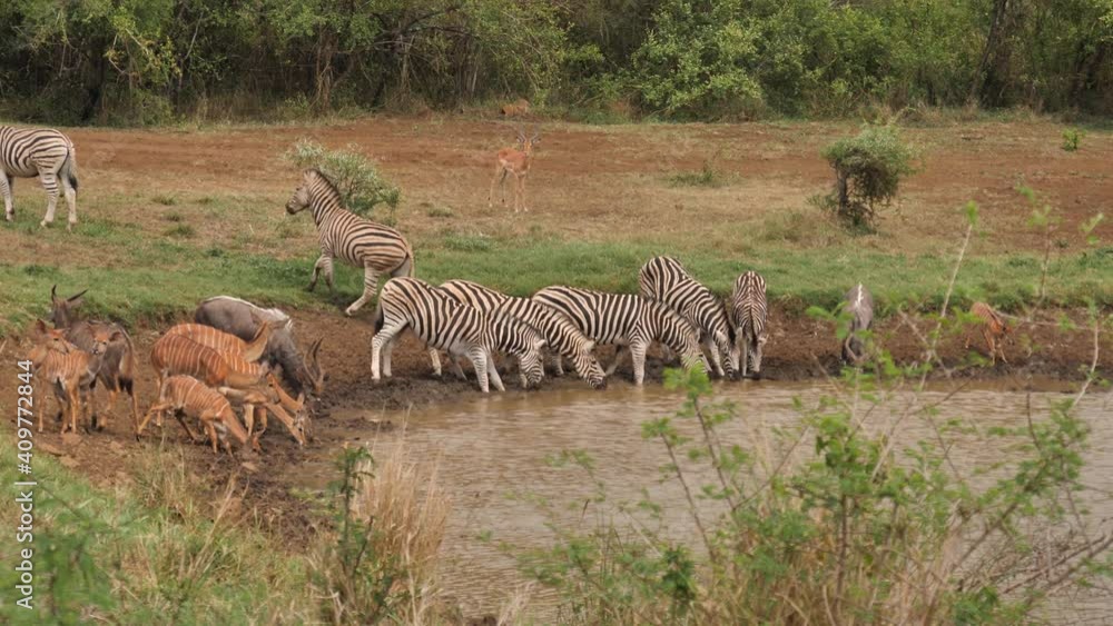 Impala watches as Zebra and Nyala get startled at African water hole Impala watches as Zebra and Nyala get startled at African water hole