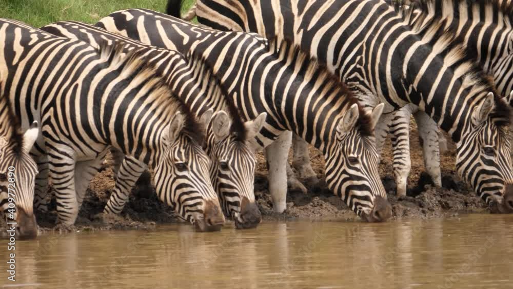 Slow pan left across Zebra faces drinking dirty water from muddy pond Slow pan left across Zebra faces drinking dirty water from muddy pond