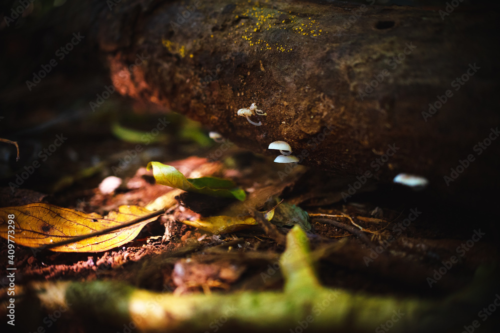 Frosty Bonnet fungi - Mycena adscendens Frosty Bonnet fungi - Mycena adscendens