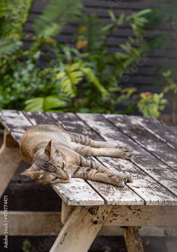 The cute cat sleeping on the wooden table in park. Street cat, Selective focus.