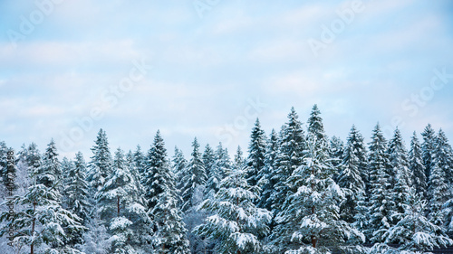 Snowy treetops and sky with cirrus clouds on sunny frosty day. Beautiful landscape of winter forest