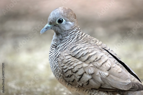 Close-up Zebra Dove was Standing on The Ground