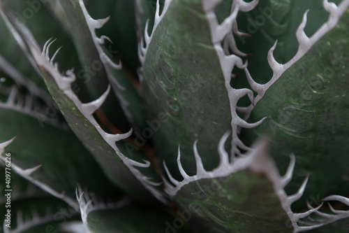 Selective focus shot of agave titanota leaves photo