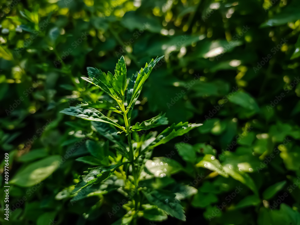 Artemisia argyi, commonly known as silvery wormwood, is a herbaceous perennial plant with a creeping rhizome. It is native to China, Korea, Mongolia, Japan, and the Russian Far East. Artemisia argyi, commonly known as silvery wormwood, is a herbaceous perennial plant with a creeping rhizome. It is native to China, Korea, Mongolia, Japan, and the Russian Far East.