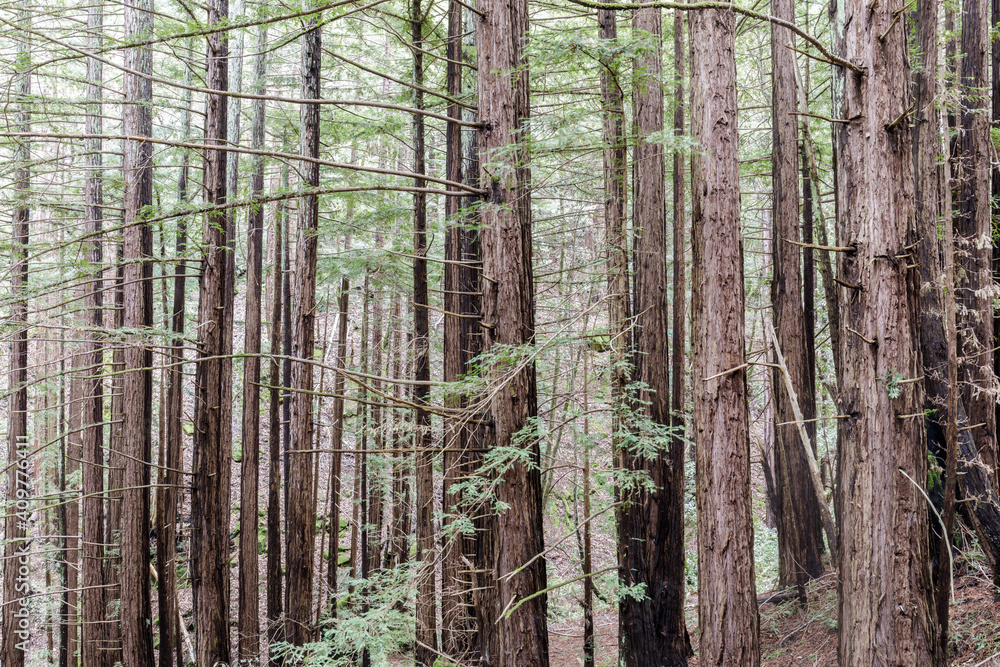 Coast Redwoods via Lonely Trail at Huddart County Park. Woodside, San Mateo County, California, USA. Coast Redwoods via Lonely Trail at Huddart County Park. Woodside, San Mateo County, California, USA.