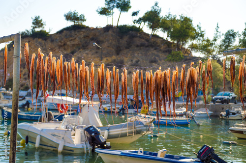 octopus drying in the sun Greece photo