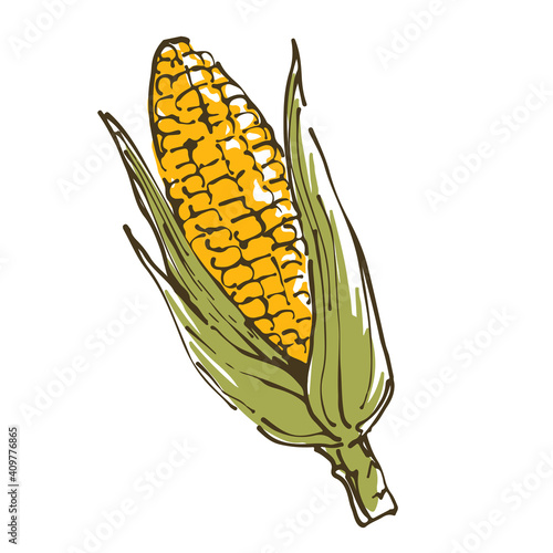 とうもろこし　野菜の手描きスケッチイラスト