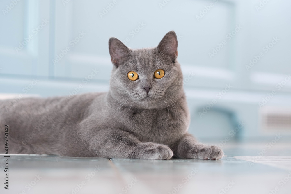 A young cute cat is resting on a wooden floor. British shorthair cat with blue-gray fur and yellow eyes