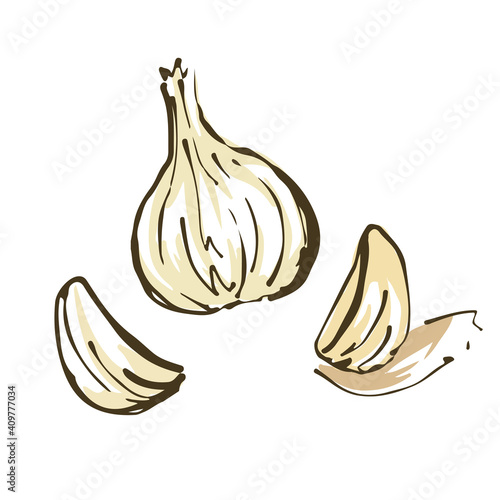 にんにく　野菜の手描きスケッチイラスト