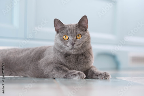 A young cute cat is resting on a wooden floor. British shorthair cat with blue-gray fur and yellow eyes