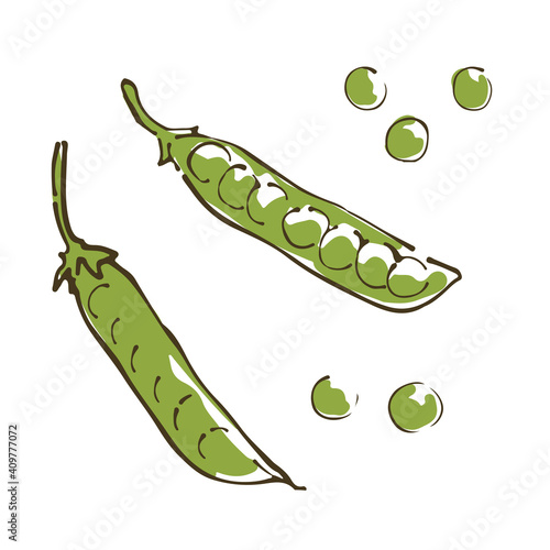 さやえんどう　野菜の手描きスケッチイラスト