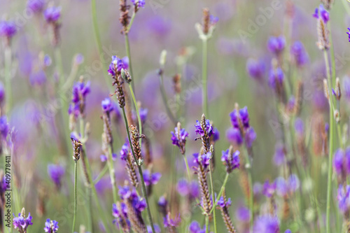 Soft focus on lavender flower  beautiful lavender flowers blooming in the garden for the background