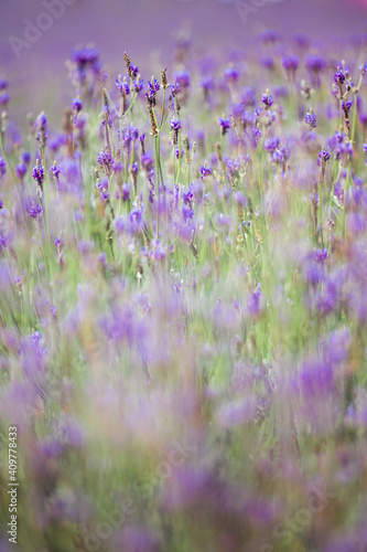 Soft focus on lavender flower  beautiful lavender flowers blooming in the garden for the background