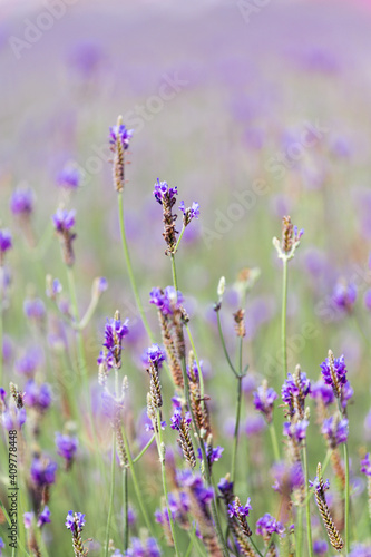 Fototapeta Naklejka Na Ścianę i Meble -  Soft focus on lavender flower, beautiful lavender flowers blooming in the garden for the background