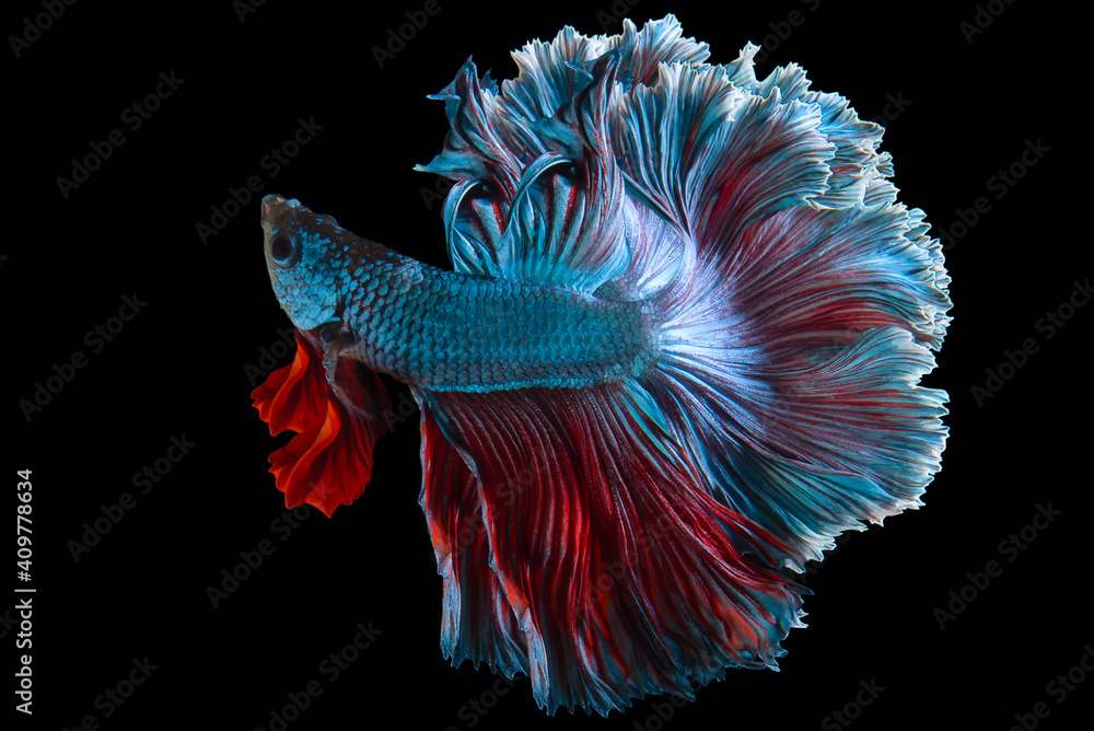 Obraz premium Beautiful movement of blue red Betta fish, Siamese fighting fish, Betta splendens of Thailand isolated on black background.