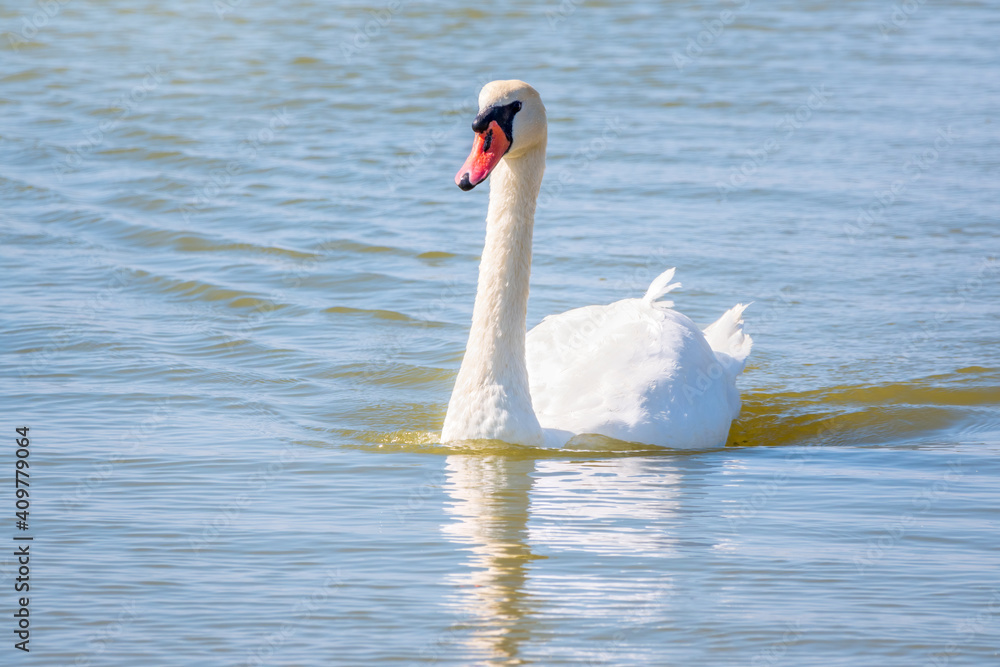 Graceful white Swan swimming in the lake, swans in the wild. Portrait of a white swan swimming on a lake. Graceful white Swan swimming in the lake, swans in the wild. Portrait of a white swan swimming on a lake.