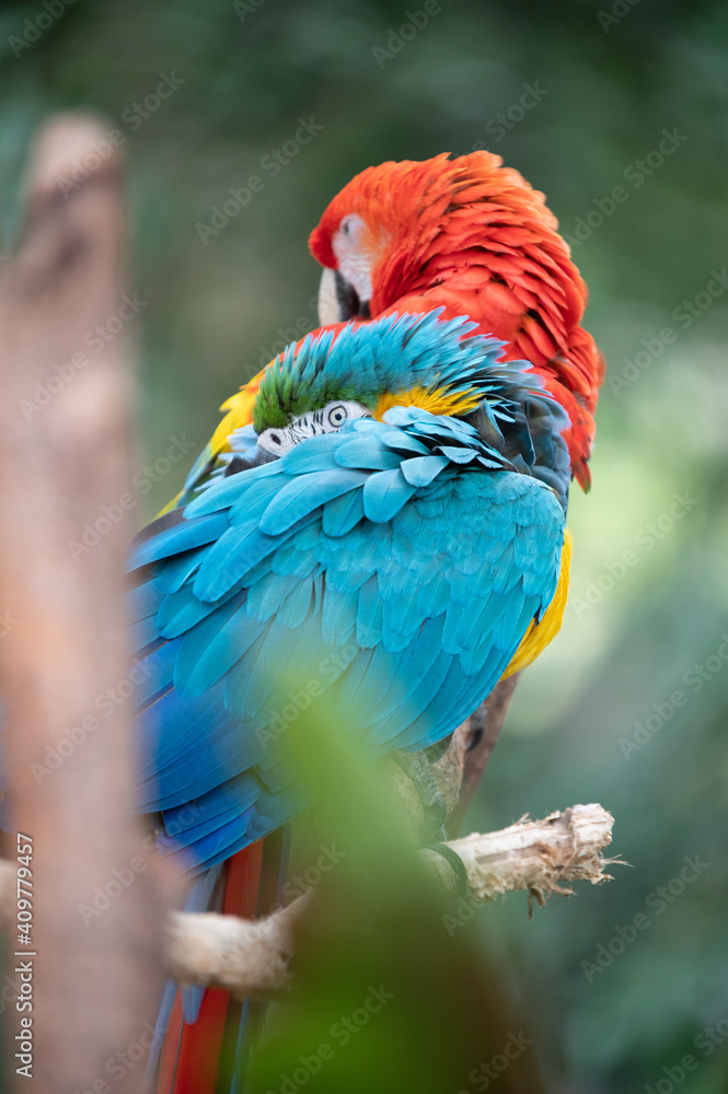 Obraz premium Macaw